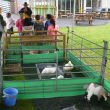 Fishers Mobile Farm visit to St Aidans Primary School, Northern Moor